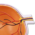 Augenhälfte vergrößert – EZ Augmented Anatomy