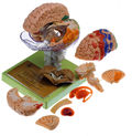 BS 25/1 15-teiliges Gehirnmodell + Rindenfelder