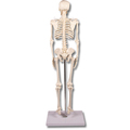 Miniatur-Skelett Tom