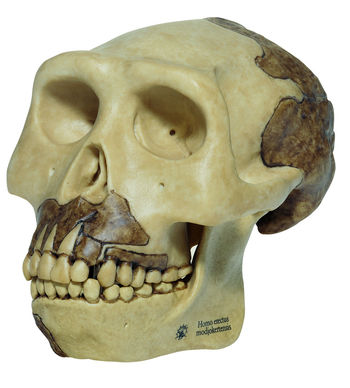 S 2 Schädelrekonstruktion von Homo erectus