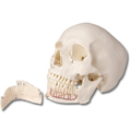 Schädelmodell 5-teilig, für Zahnmedizin und Kieferchirurgie
