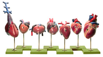 ZoS 54/1 Herzmodelle von Wirbeltieren