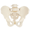 Becken-Skelett, männlich – 3B Smart Anatomy