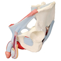 Becken-Skelett, männlich – 3B Smart Anatomy