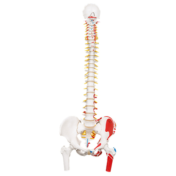 Bemalte klassische flexible Wirbelsäule – 3B Smart Anatomy