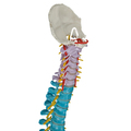 Didaktische flexible Wirbelsäule – 3B Smart Anatomy