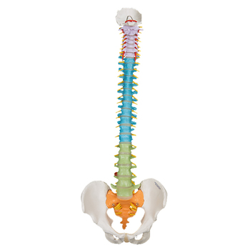 Didaktische flexible Wirbelsäule – 3B Smart Anatomy