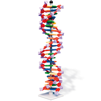 DNA-Doppelhelix, 22 Segmente