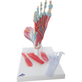 Fußskelett mit Bändern + Muskeln, 6-teilig – 3B Smart Anatomy