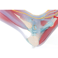 Fußskelett mit Bändern + Muskeln, 6-teilig – 3B Smart Anatomy