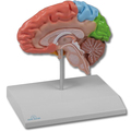 Gehirnhälfte, regional, lebensgroß – EZ Augmented Anatomy