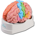 Gehirnmodell funktionell/regional, lebensgroß, 5-teilig – EZ Augmented Anatomy