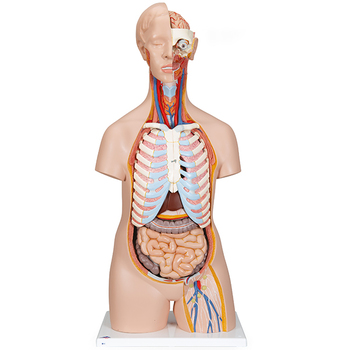 Geschlechtsloser Klassik Torso, 16-teilig – 3B Smart Anatomy