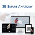 Halswirbelsäule, beweglich – 3B Smart Anatomy