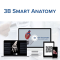 Handskelett Modell mit elastischen Bändern – 3B Smart Anatomy