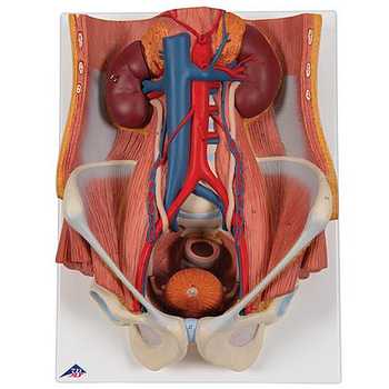 Harnapparat, zweigeschlechtig, 6-teilig – 3B Smart Anatomy