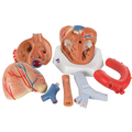 Herz, 7-teilig – 3B Smart Anatomy 