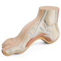 Hohlfuß (Pes cavus) – 3B Smart Anatomy