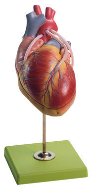 HS 15/1 Herzmodell + Bypassgefäßen (aortakoron. Venenbypass)