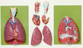 HS 7 Lunge mit Herz, Zwerchfell und Kehlkopf