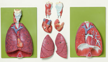 HS 7 Lunge mit Herz, Zwerchfell und Kehlkopf