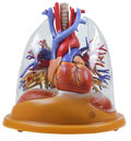 HS 8/2 Herz-Lungen Tischmodell