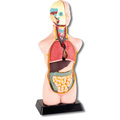 Kleiner Torso
