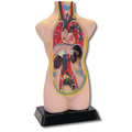 Kleiner Torso