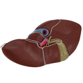 Leber mit Gallenblase – 3B Smart Anatomy