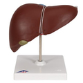 Leber mit Gallenblase – 3B Smart Anatomy