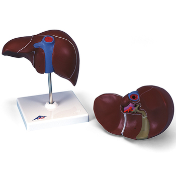 Leber mit Gallenblase – 3B Smart Anatomy