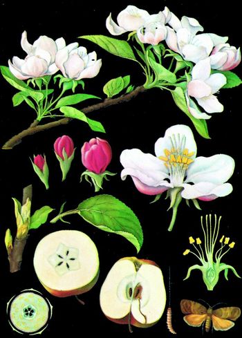 Lehrtafel Apfelbaum