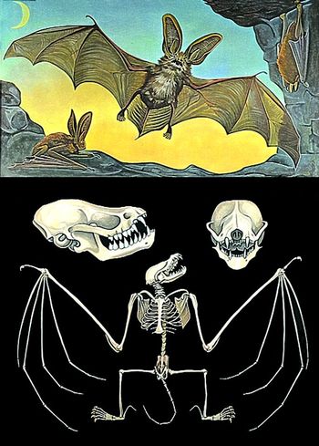 Lehrtafel Fledermaus
