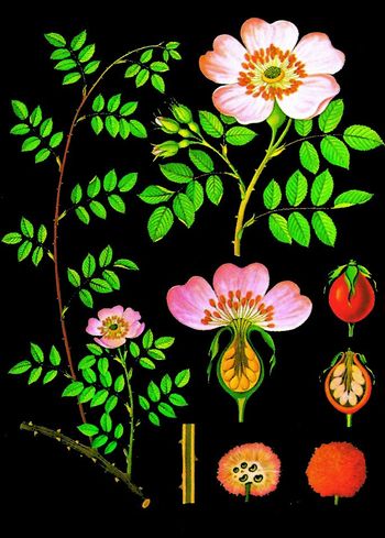 Lehrtafel Heckenrose