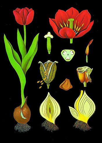 Lehrtafel Tulpe