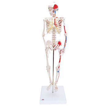 Mini Skelett Shorty mit Muskelbemalung, Sockel – 3B Smart Anatomy