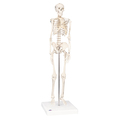 Mini Skelett Shorty, Sockel – 3B Smart Anatomy