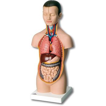 Mini-Torso 12-teilig – 3B Smart Anatomy