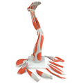 Muskelbein, freistehend, 9-teilig – 3B Smart Anatomy