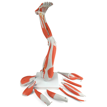 Muskelbein, freistehend, 9-teilig – 3B Smart Anatomy