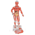 Muskelfigur 1/3 Größe, 2-teilig – 3B Smart Anatomy 