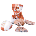 Muskelkopf, inkl. Gehirn, 5-teilig – 3B Smart Anatomy
