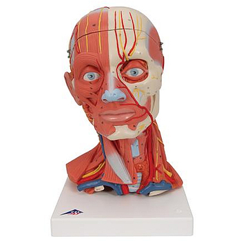 Muskelkopf, inkl. Gehirn, 5-teilig – 3B Smart Anatomy