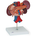 Nieren mit hinteren Oberbauchorganen, 3-teilig – 3B Smart Anatomy 