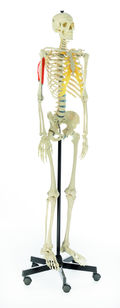 QS 10/2 Künstliches Homo-Skelett