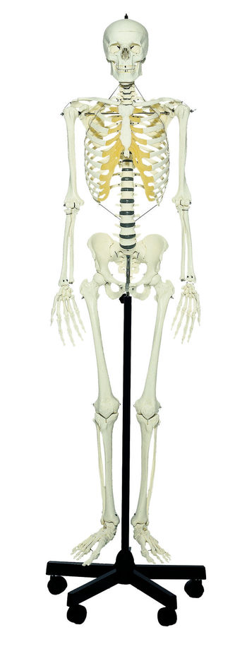 QS 10/E Künstliches Homo-Skelett