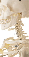 QS 10 Künstliches Homo-Skelett