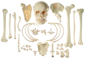 QS 42 Sammlung typischer Knochen vom Menschen