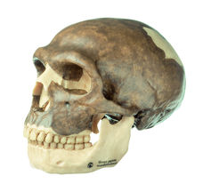 S 3 Schädelrekonstruktion von Homo neanderthalensis