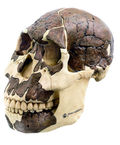 S 8 Schädelrekonstruktion von H. rudolfensis